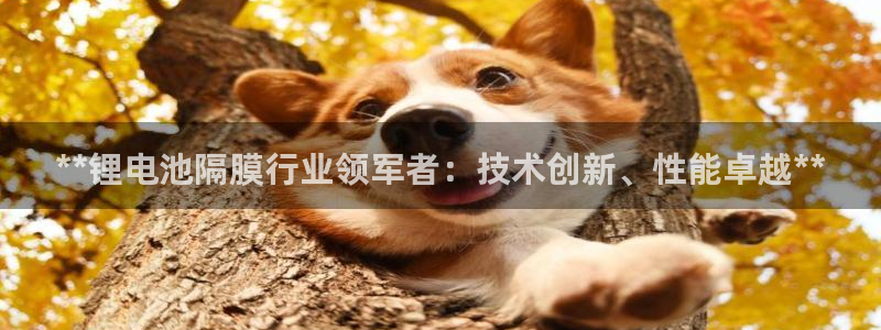 尊龙凯时有没有出不了款的情况：**锂电池隔膜行业领军者：技术创新、性能卓越**