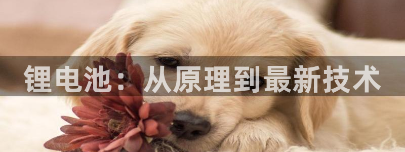 尊龙凯时下载人生就是博