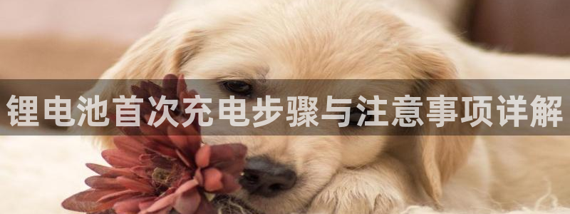 尊龙游戏官方网