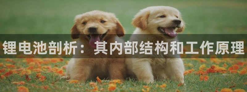 尊龙网站 人生就是博：锂电池剖析：其内部